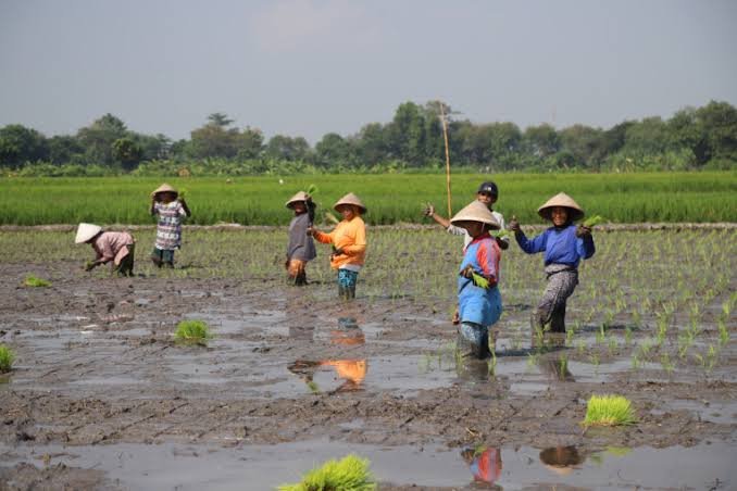 kesuburan tanah sawah
