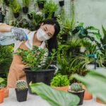 tips merawat tanaman di musim kemarau