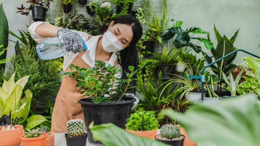tips merawat tanaman di musim kemarau