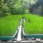Ciri Bibit Padi Kering Berkualitas