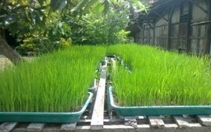 Ciri Bibit Padi Kering Berkualitas