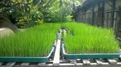 Ciri Bibit Padi Kering Berkualitas
