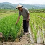pengaruh umur bibit terhadap pertumbuhan padi