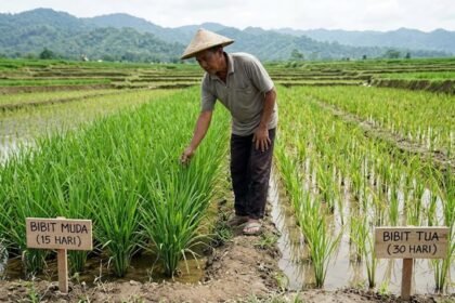 pengaruh umur bibit terhadap pertumbuhan padi
