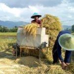 Kelangkaan Buruh Tani Saat Musim Panen