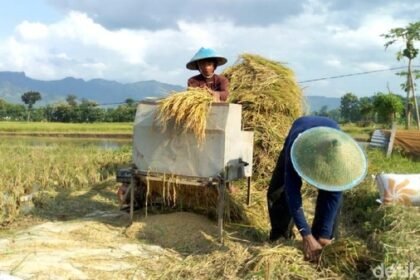 Kelangkaan Buruh Tani Saat Musim Panen