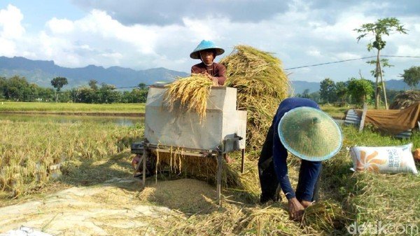 Kelangkaan Buruh Tani Saat Musim Panen