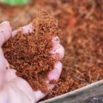 cocopeat