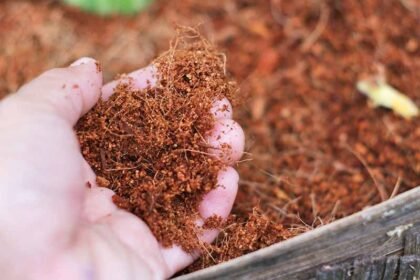 cocopeat