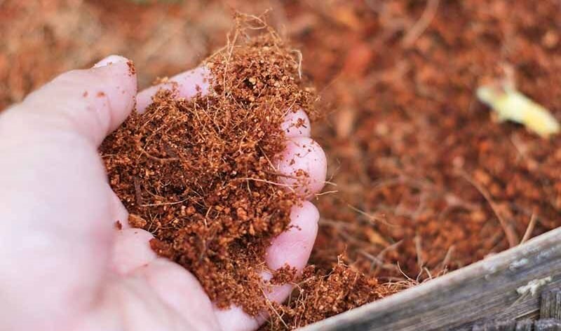 cocopeat