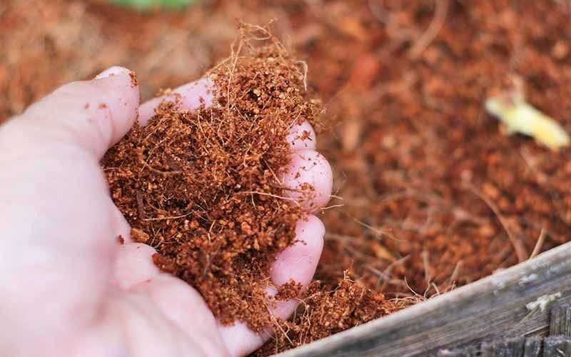 cocopeat