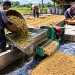 proses penanganan gabah basah