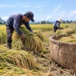 cara mengumpulkan gabah di sawah