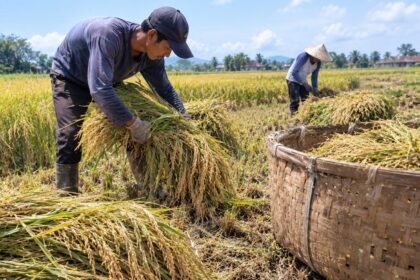 cara mengumpulkan gabah di sawah