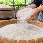 cara menjaga keutuhan bulir beras