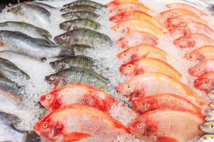suhu penyimpanan ikan yang tepat