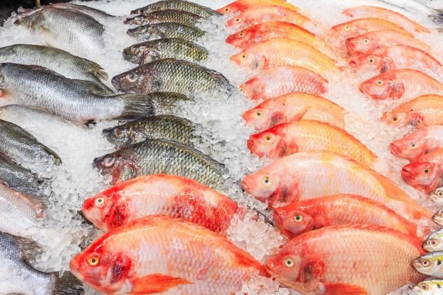 suhu penyimpanan ikan yang tepat