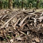 cara memanfaatkan limbah kebun sawit