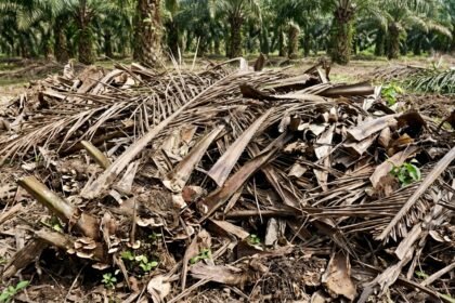 cara memanfaatkan limbah kebun sawit