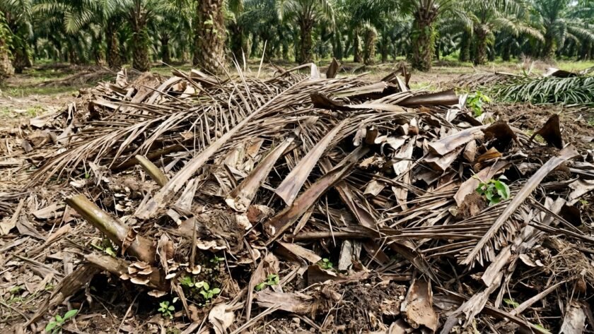 cara memanfaatkan limbah kebun sawit