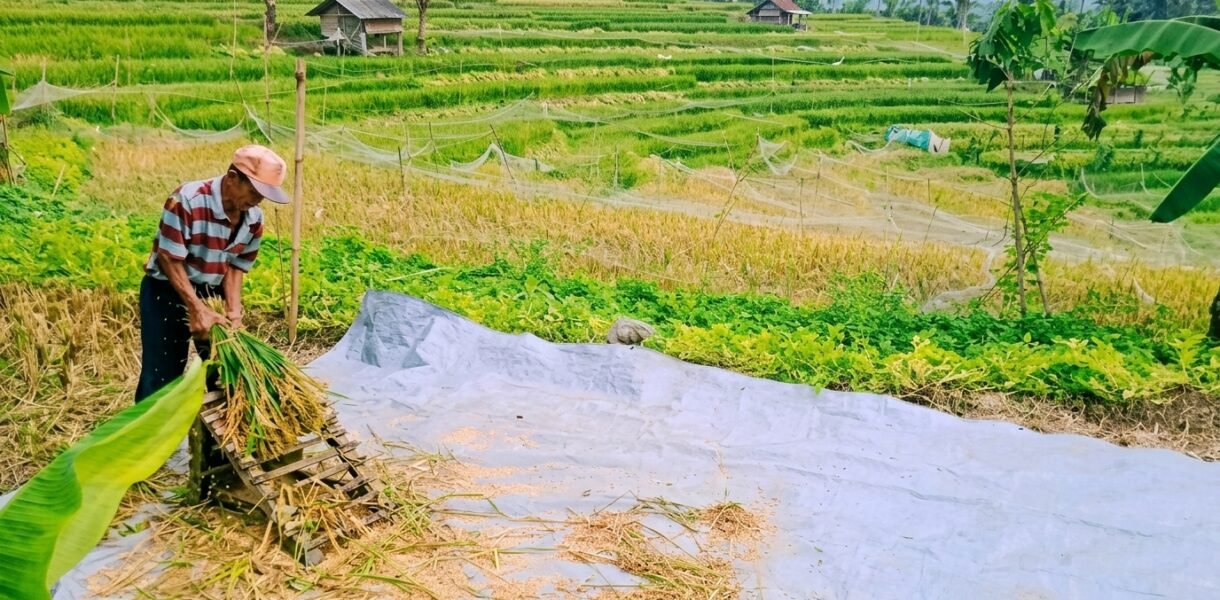 cara memisahkan gabah dari jerami