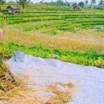 cara memisahkan gabah dari jerami