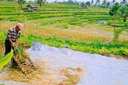 cara memisahkan gabah dari jerami
