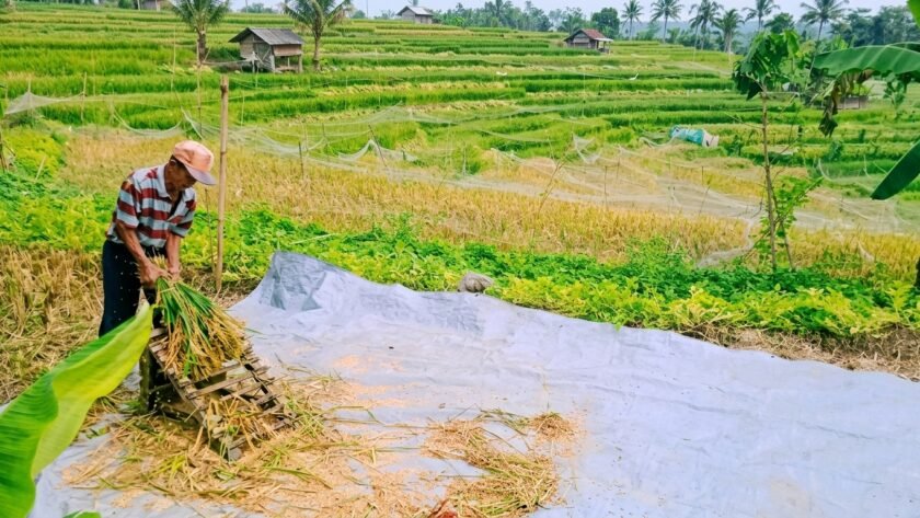 cara memisahkan gabah dari jerami