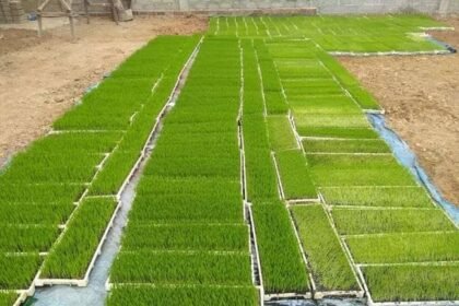 Kendala Penyediaan Bibit Padi Menjelang Musim Tanam