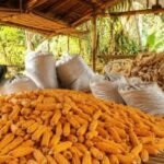 peran sortasi dalam perdagangan jagung