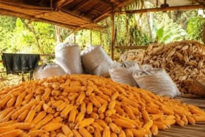 peran sortasi dalam perdagangan jagung
