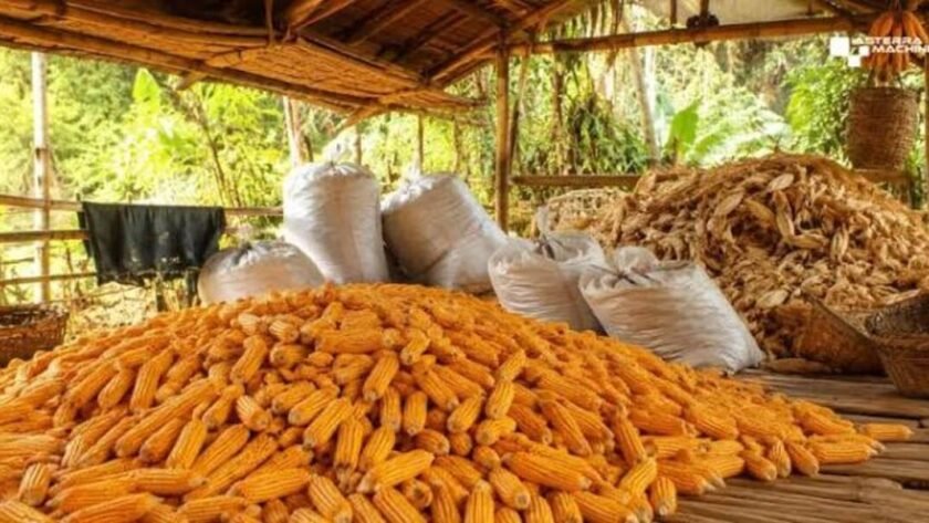 peran sortasi dalam perdagangan jagung