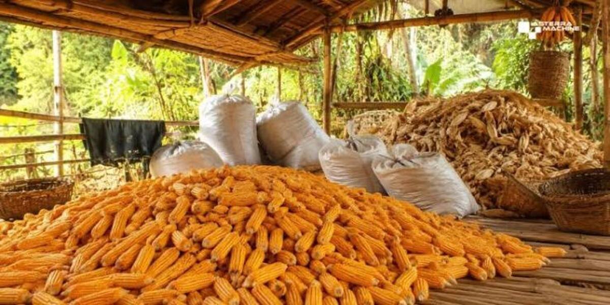 peran sortasi dalam perdagangan jagung