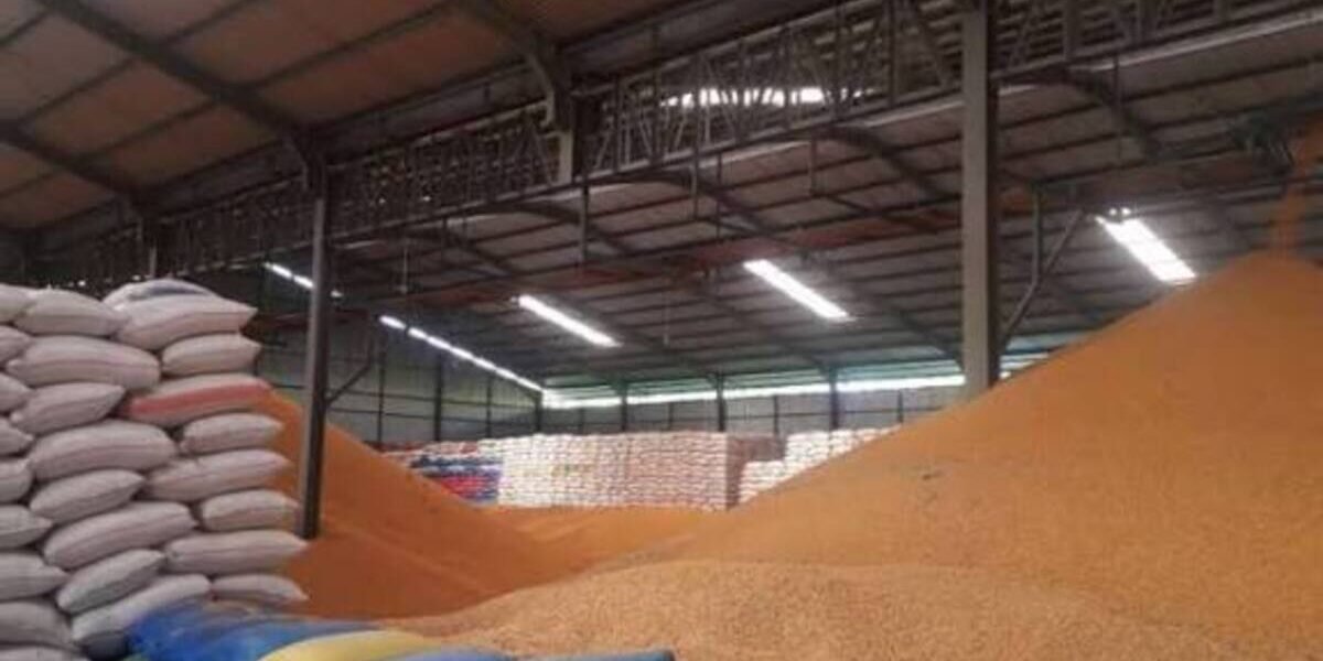 standar mutu jagung untuk pabrik pakan