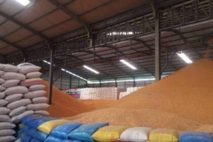 standar mutu jagung untuk pabrik pakan