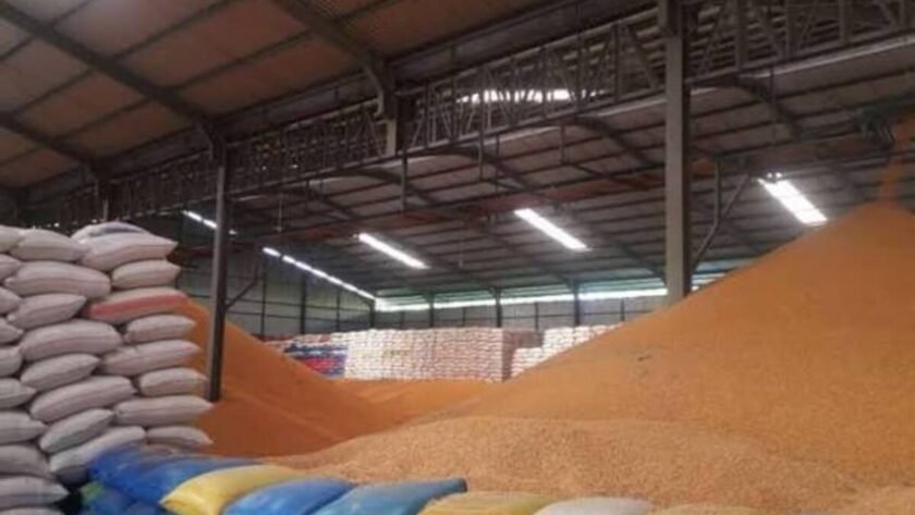 standar mutu jagung untuk pabrik pakan
