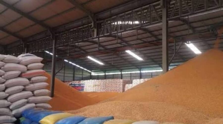 standar mutu jagung untuk pabrik pakan