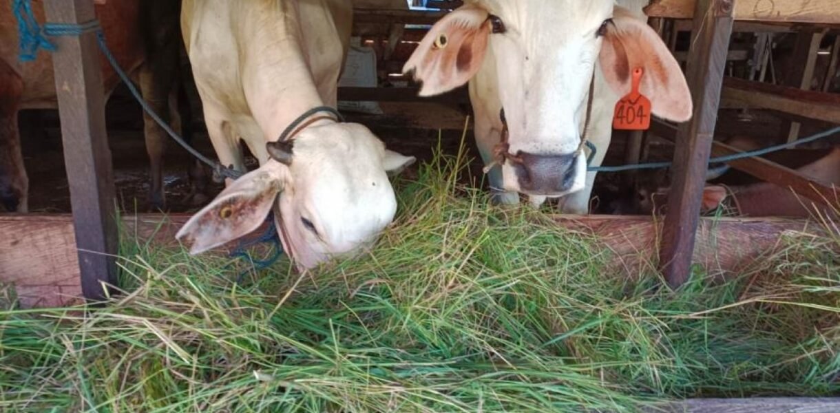 Pemanfaatan Rumput Liar untuk Pakan Ternak