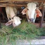 Pemanfaatan Rumput Liar untuk Pakan Ternak