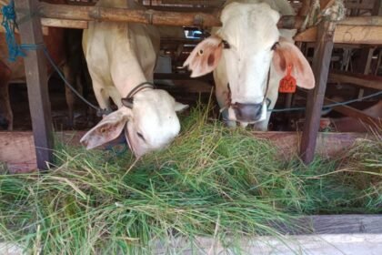 Pemanfaatan Rumput Liar untuk Pakan Ternak