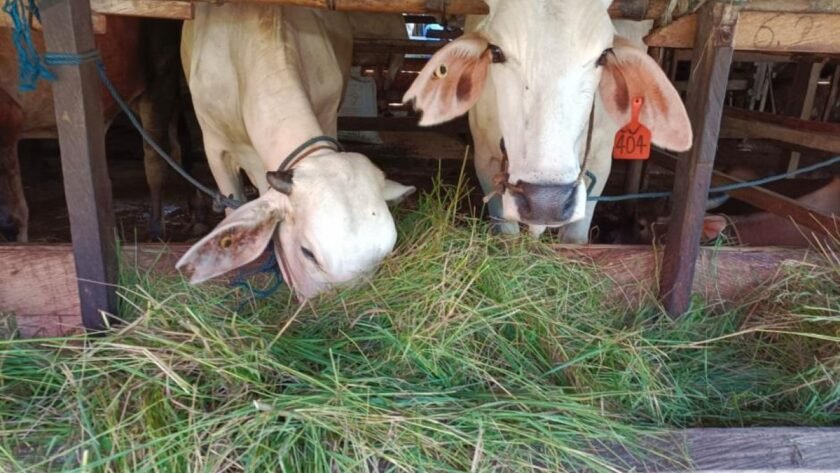 Pemanfaatan Rumput Liar untuk Pakan Ternak