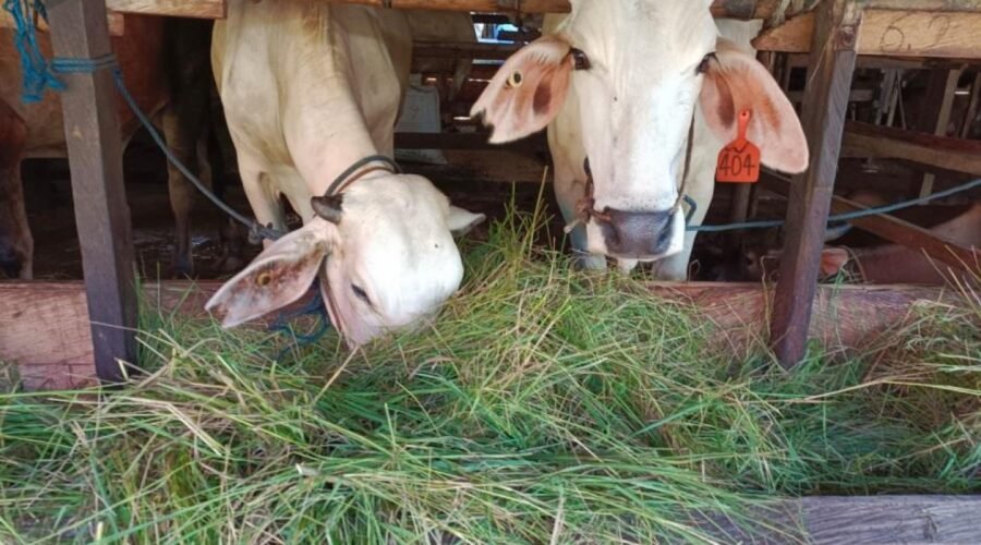 Pemanfaatan Rumput Liar untuk Pakan Ternak