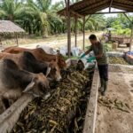 campuran pelepah sawit untuk pakan