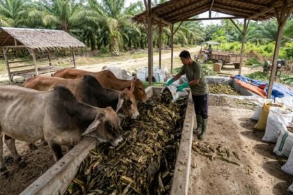 campuran pelepah sawit untuk pakan