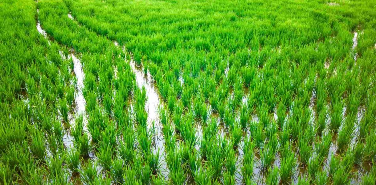 tahapan penanaman padi di lahan persawahan